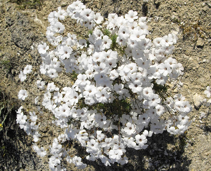 Linum suffruticosum photo